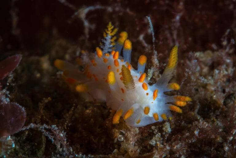 Limacia clavigera