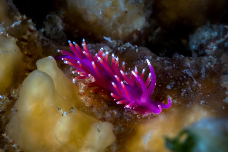 Coryphelle mauve