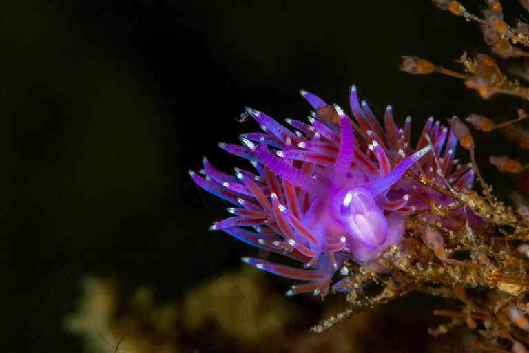 Flabelline mauve