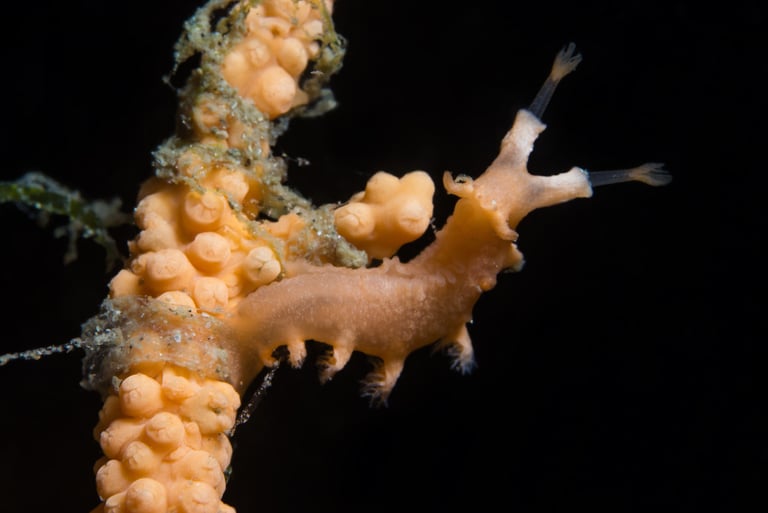 Tritonia des gorgones