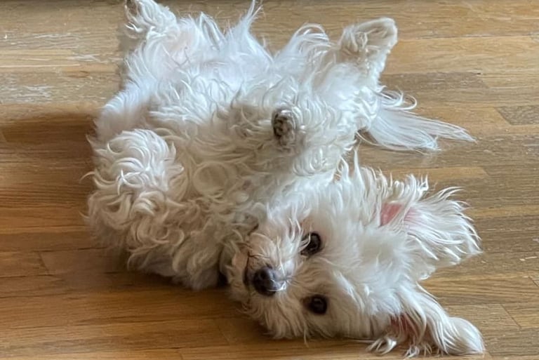 Marco, bichón maltés jugando con alegría, símbolo de energía y amor incondicional en MundoBichón