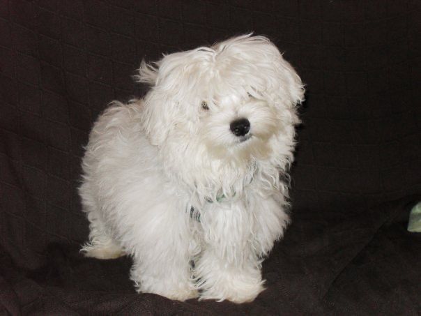 Marco descansando, símbolo de amor incondicional en MundoBichón