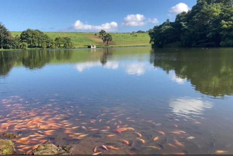 Hoomaluhia Botanical garden Fish Pond