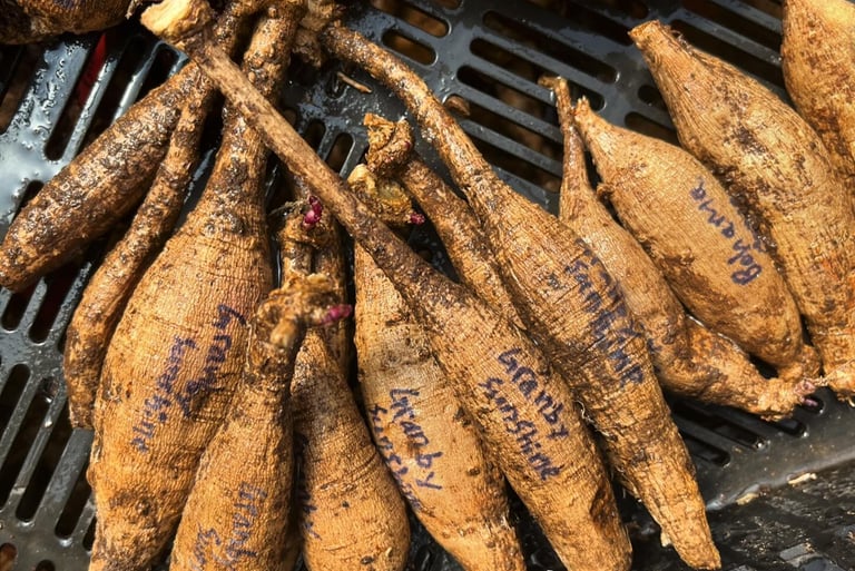 Multiple dahlia tubers with names written on them