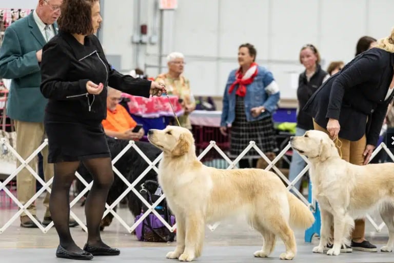 Golden Retriever, Best of Breed, Selection, PVKC
