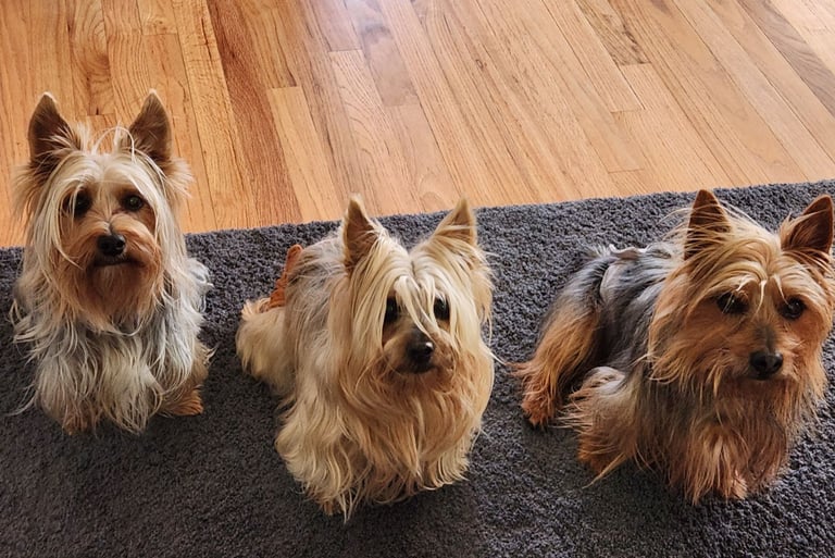 Silky Terriers, Nebraska, Platte Valley Kennel Club