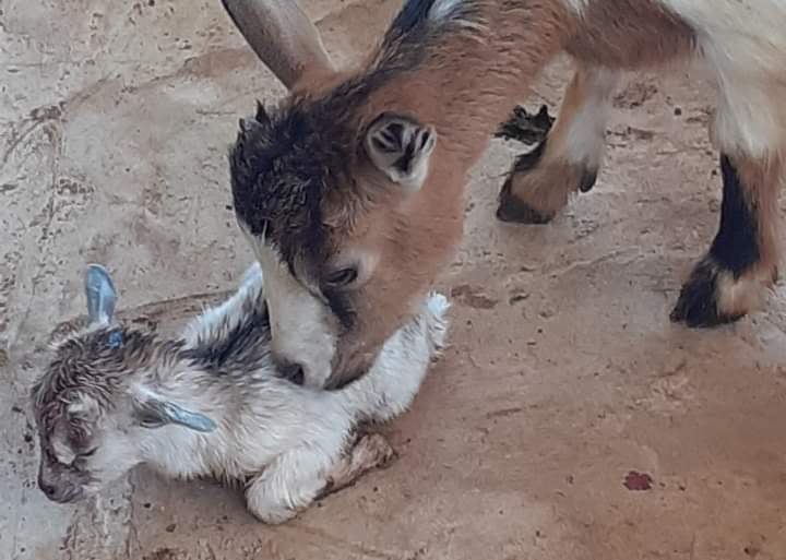 Formations Permaculture à la Ferme Aménopé Togo
