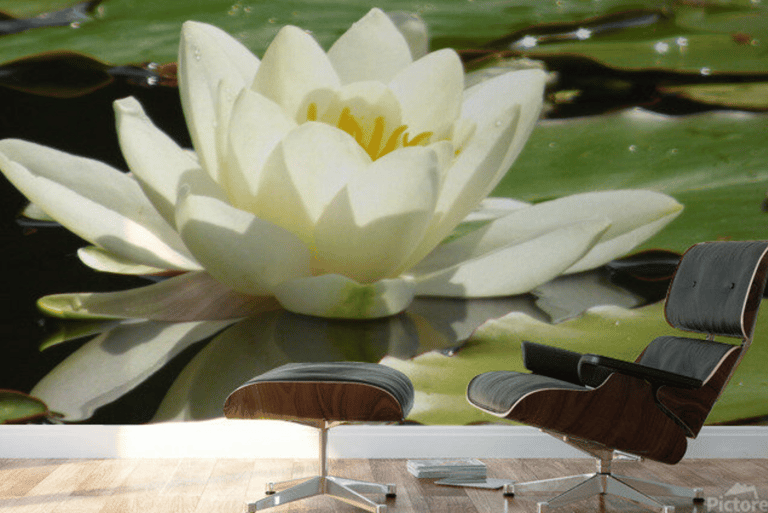 Living room wall mural of a single blooming Water Lily floating on water in summer 