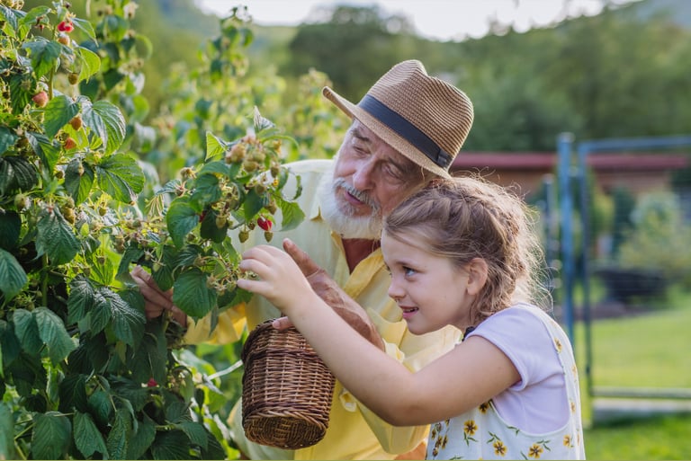 Elderly man picking raspberries with young girl