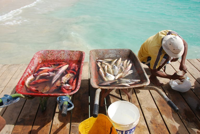 pescado puerto santa maria