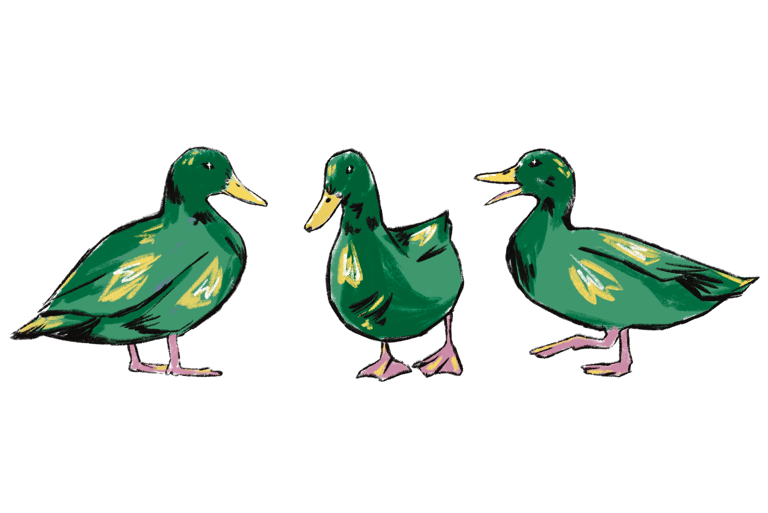 An illustration of three ducks, one is walking and quacking, one is standing, and the third is walking forward