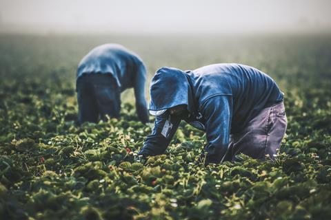 two men in blue jackets picking strawberries in a field