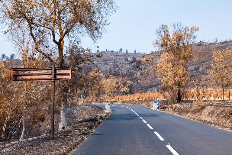 Incendie de l'Aude août 2025. Route au milieu de végétation brûlée.