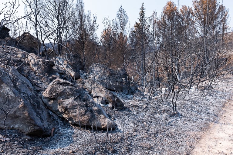 Incendie de l'Aude août 2025. Végétation calcinée. Cendres.