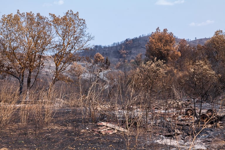 Incendie de l'Aude août 2025. Restes incendiés.