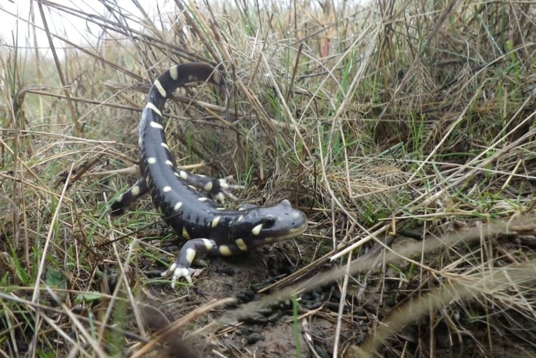 California tiger salamander released after capture in Solano County, CA.