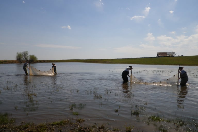 Vernal pool special status species surveys in Merced County, CA