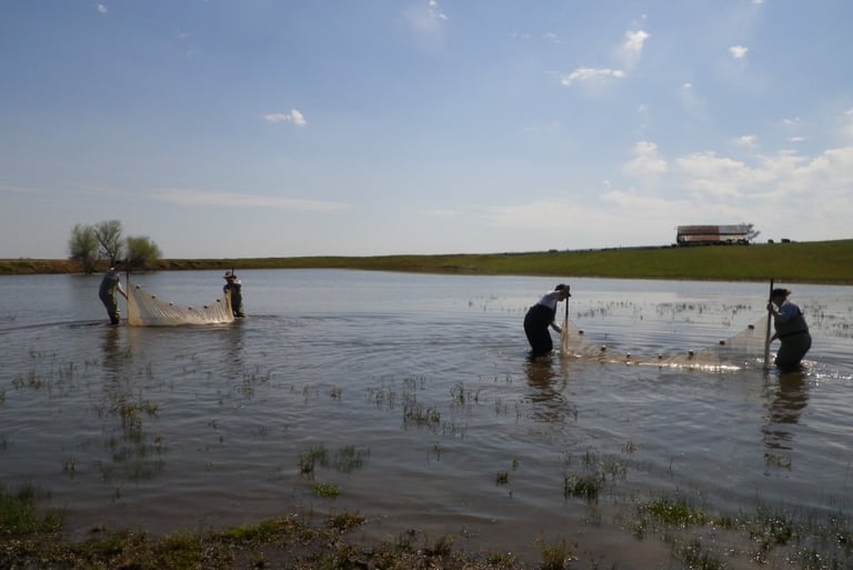 Vernal pool special status species surveys in Merced County, CA.