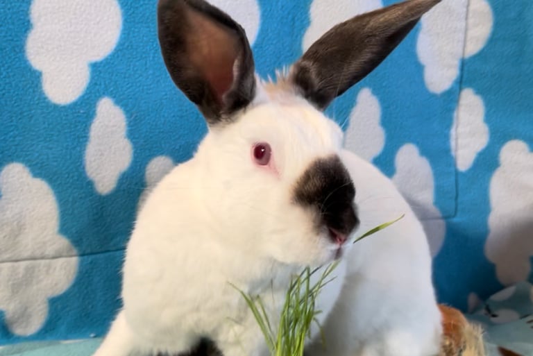 A white bunny with red eyes and dark patches around its nose and ears eating fresh grass
