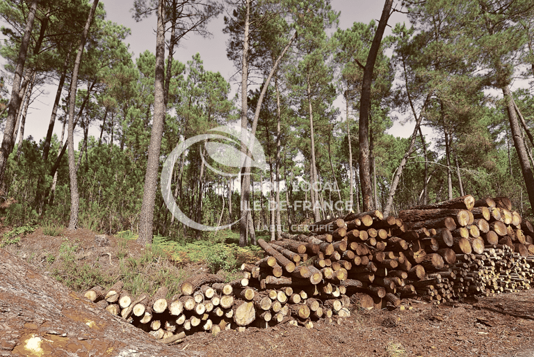 une foret avec des tas de bois devant