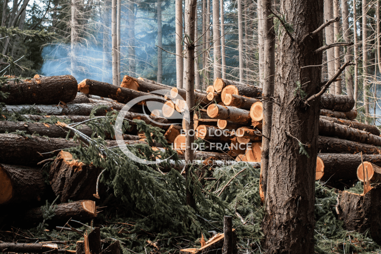arbres coupés dans une foret