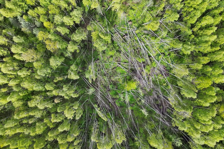 Vėjovartos AeroDetect