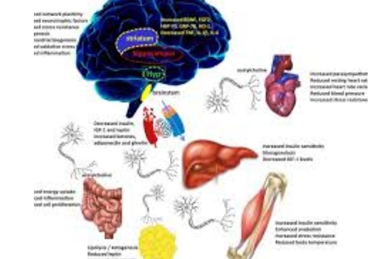 🕊️ Acute And Chronic Pain Management : Fasting & Honey