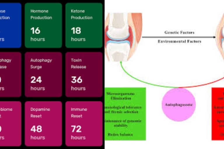 autophagy fasting rheumatoid arthritis