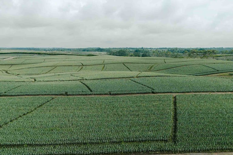 Foto de dron de campo agrícola en Ecuador