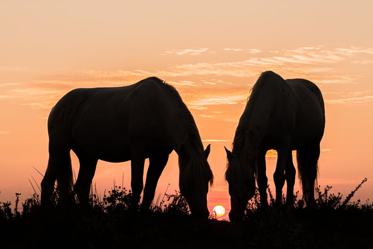 Silhouetted pair of wild horses grazing in a field at sunset with an orange sky.