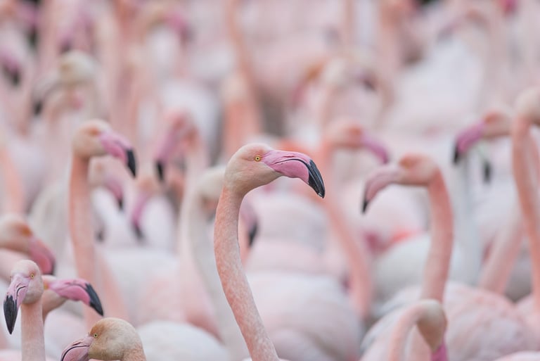 a large group of flamingos standing in a march