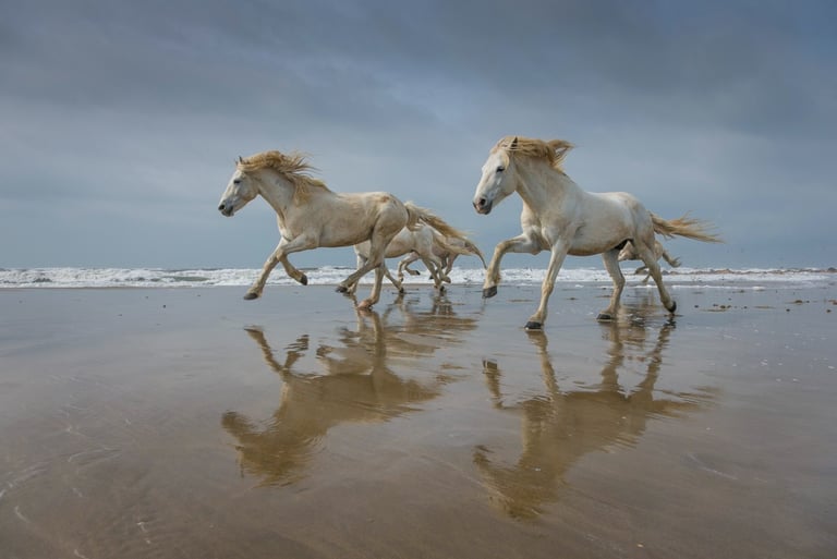 Wild white Camargue horses galloping along a sandy beach with ocean waves and reflections.