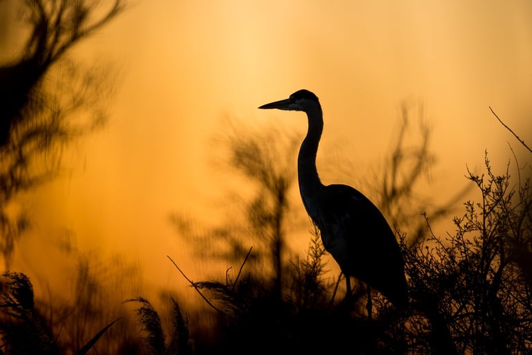 Silhouette of a great blue heron perched in marsh grass during a golden sunset.