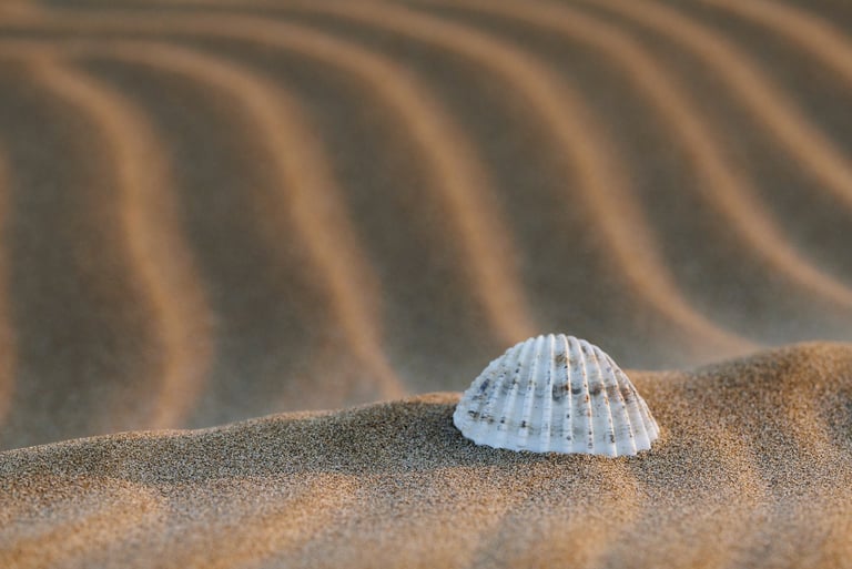 a shellfish in the sand