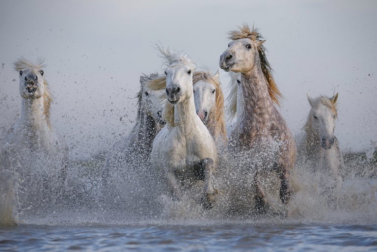 A herd of wild white Camargue horses galloping through water with dramatic splashing.