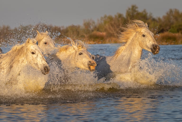 A herd of white Camargue horses galloping through water at sunset, splashing in the river.