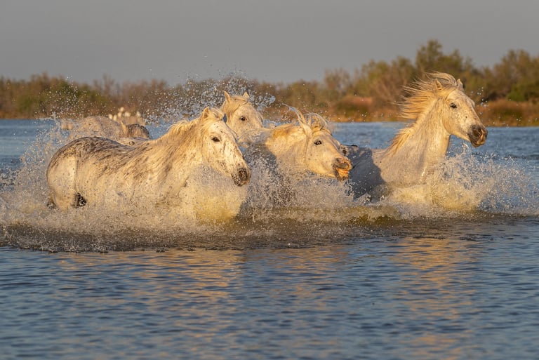 Wild white Camargue horses galloping through the water with dramatic splashing.
