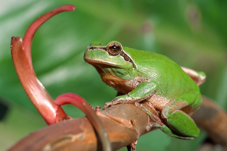 A vibrant green European tree frog perches on a brown branch with a soft green background.