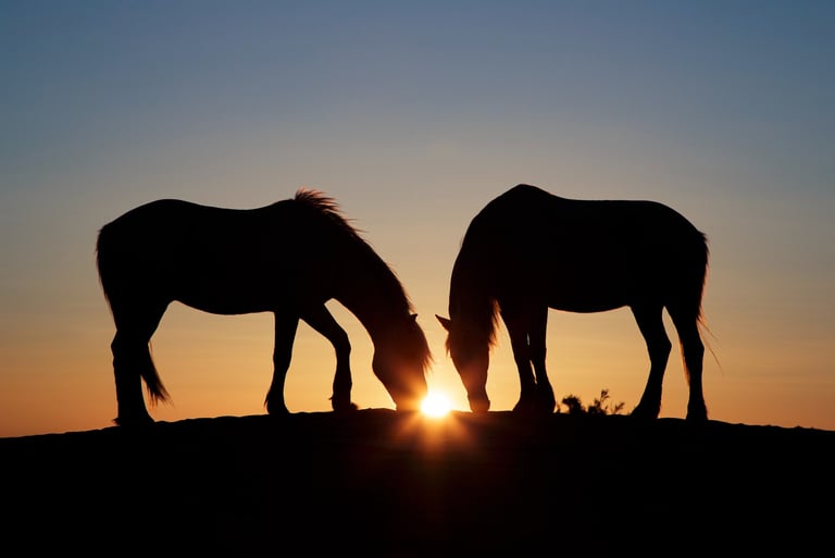Silhouette of two wild horses grazing on a hill at sunset with a orange glowing sun flare.