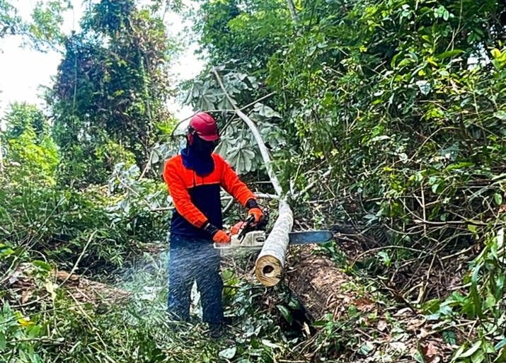 Operador de motosserra em linha de transmissão