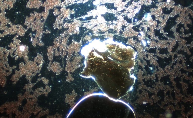 Image: Spherical construction site with a brownish golden hydrogel. Surrounding red blood cells are 