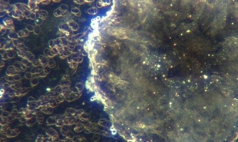 Image: Large hydrogel construction with small spheres around the rim. Many light-emitting microbots 