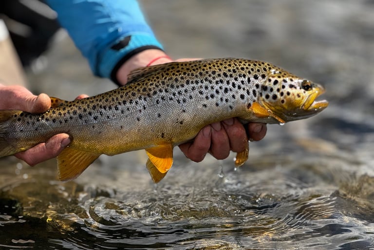 Trucha Marron, Rio Chubut