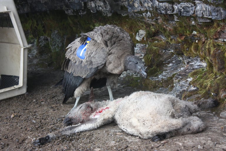 Andean condor by rocks before first release, El Cocuy National Park, 2013