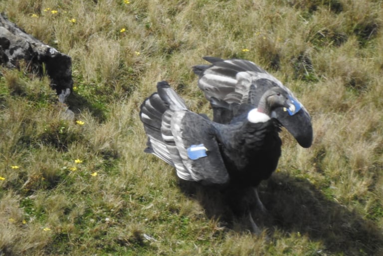 Andean condor on the ground with blue wing tags, spotted 13 years after its release.