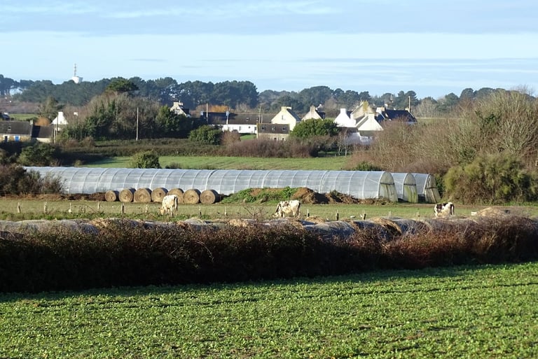 Photo de paysage comportant des serres, des meules de foin, des vaches, et évoquant l'agriculture