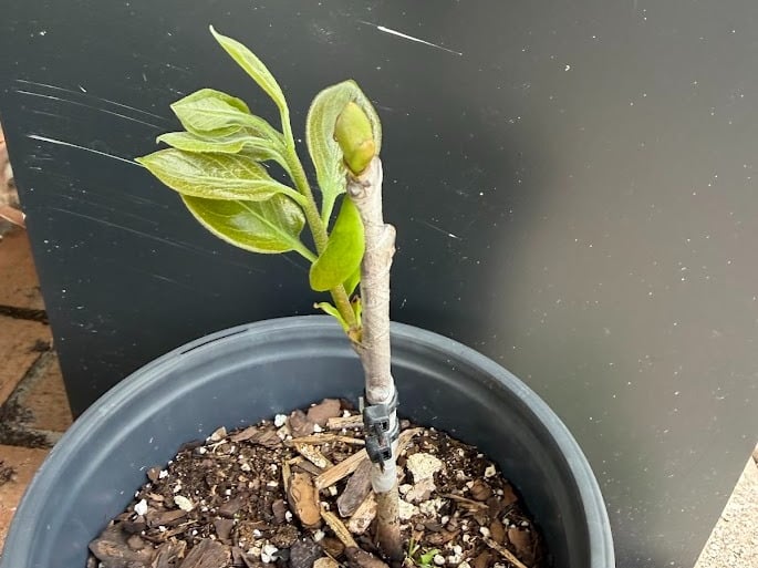 Young persimmon tree sapling with new green leaf growth in a black nursery pot.