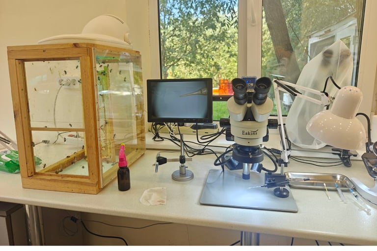 BeePolis. Apis Melifera Melifera. Black Forest Honey Bee. Native Black Bee. Artificial insemination