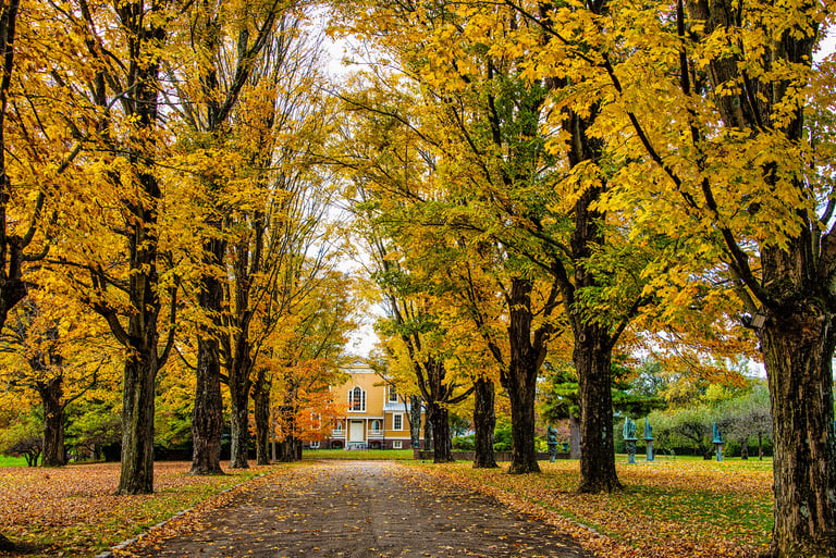 Fall trees with yellow leaves lining driveway