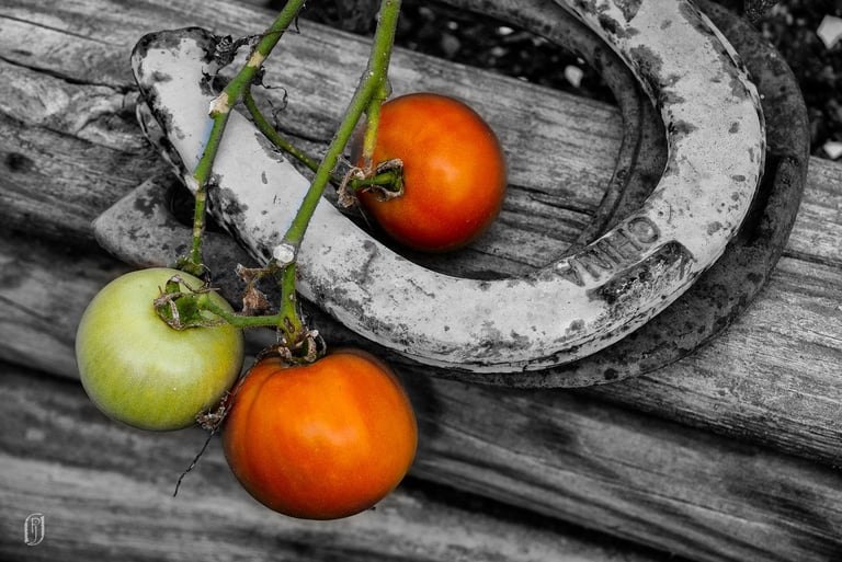 Photo of horseshoes and tomatoes